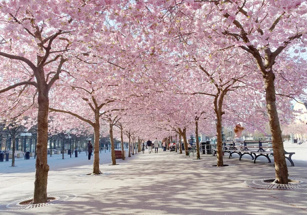 Park with beautiful blooming cherry trees and people