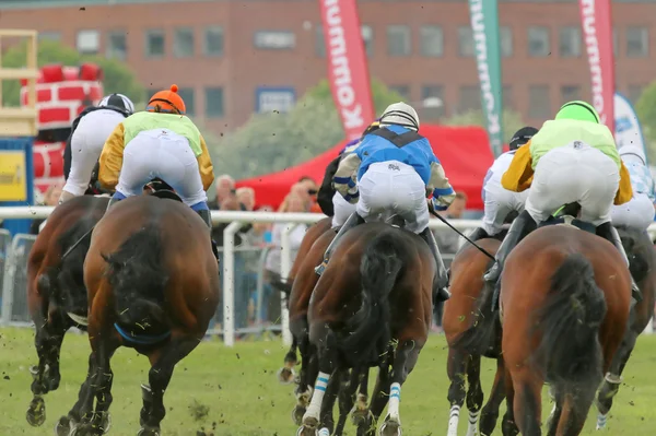 Rear view of the race horses in a curve