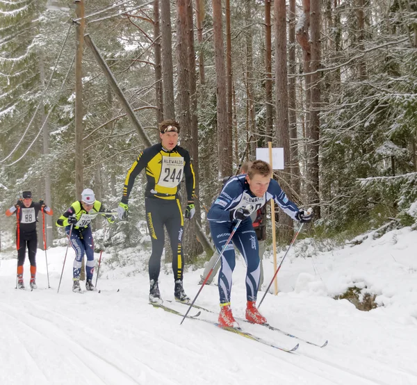 Group of cross country skiing men in the beautiful pine forest