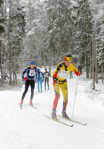 Group of cross country skiing men in the beautiful spruce forest