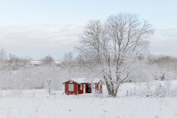 Red country house and a large tree in the wintry landscape
