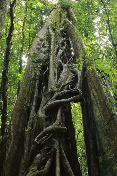 Strangler vines on tree, Costa Rica