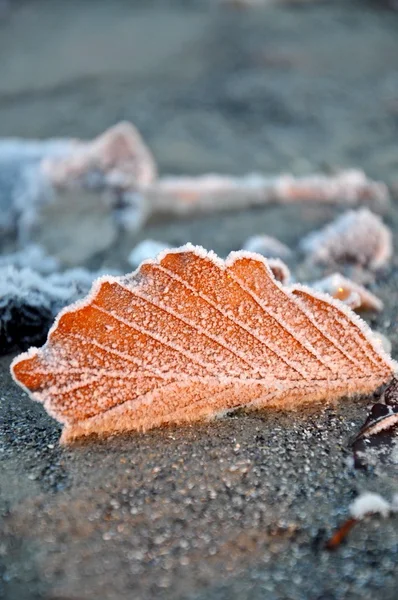 Frozen leaf on beach