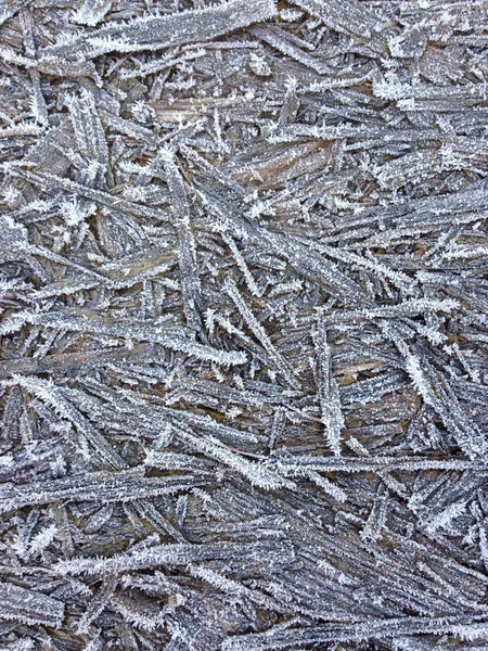 Frozen wood sticks