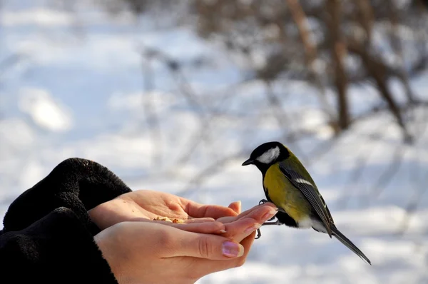 Little bird in hands