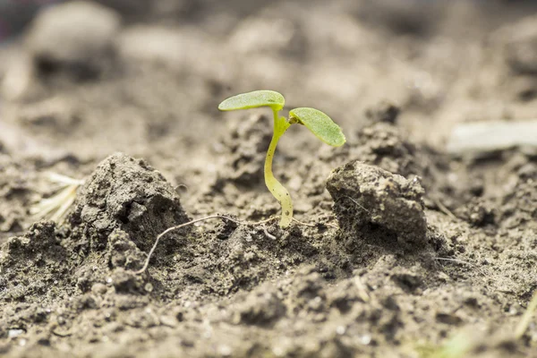 Seed germination growth into forest