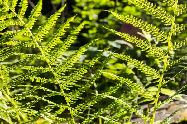 Fern leaf. Fern leaves foliage in the deep forest