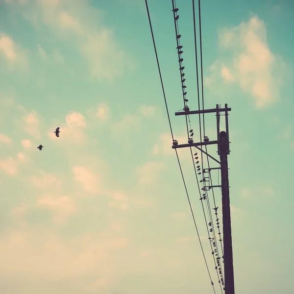 Birds on power line cable against blue sky with clouds backgroun