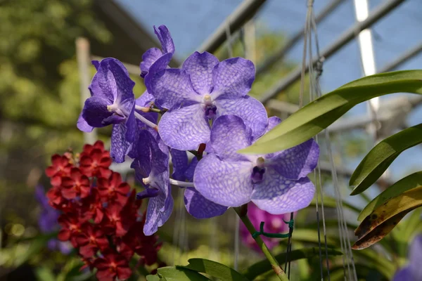 Beautiful tropical flowers of Thailand