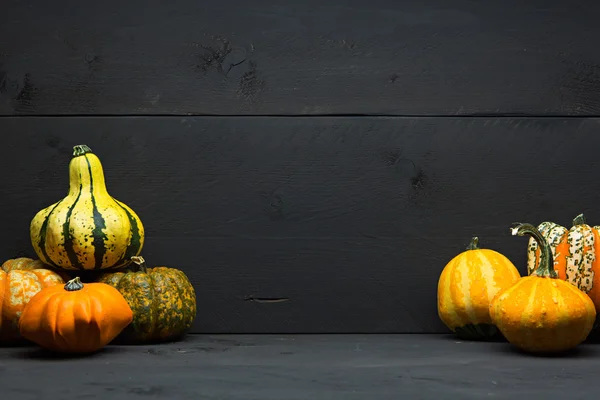 Colorful Pumpkins with dark wooden background