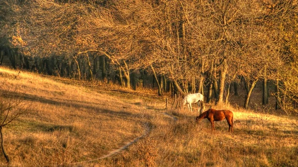 Horse in the forest