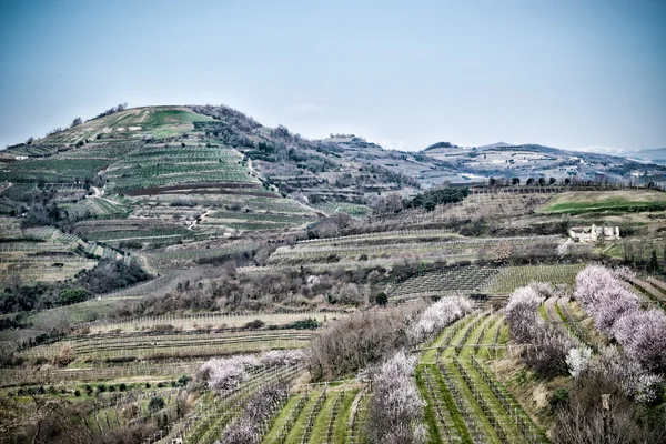Vineyards on the hills in spring, Italy
