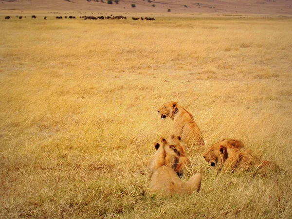 A group of lions seeking for some buffalos, Ngorongoro crater, Tanzania.