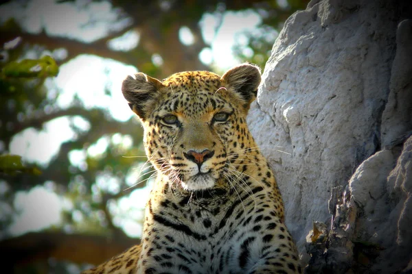 Leopard\'s portrait in Pom Pom Island private game reserve, Okavango Delta, Botswana, Africa