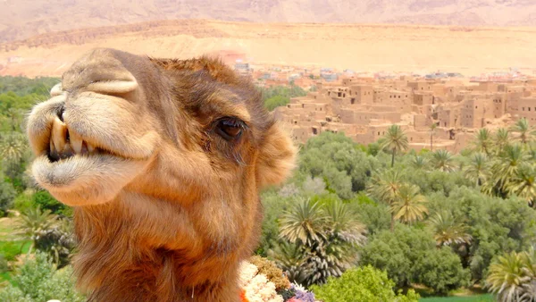 Portrait of a camel resting close to a palm forest in a Tinerhir village near Georges Todra, Morocco.