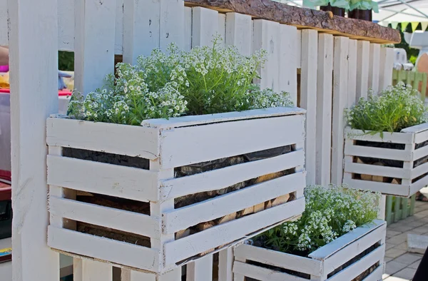 White wooden flower box with white smal flowers