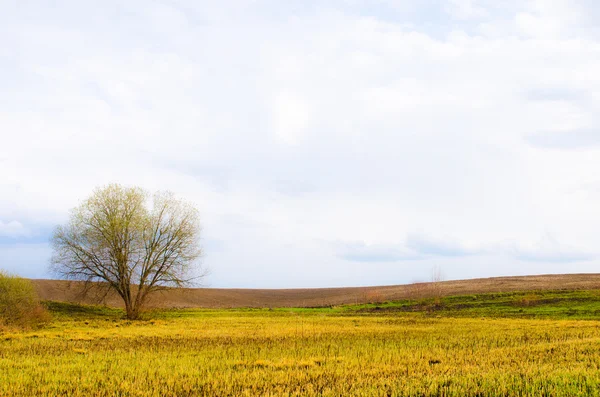 Dark spring field with lonely tree on it. Nature background.