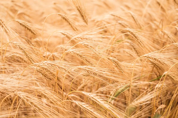 Wheat field in the sun