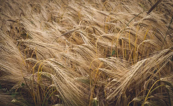 Harvest season. Field of ripe rye