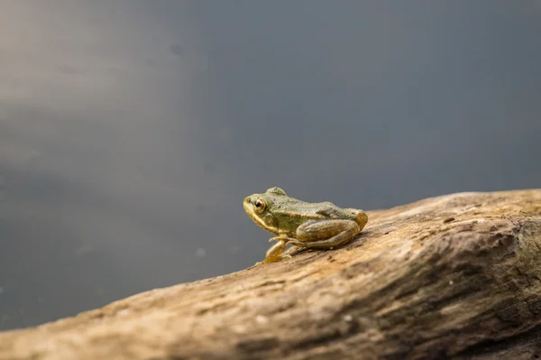 Wistful little frog on the background of blue water lake