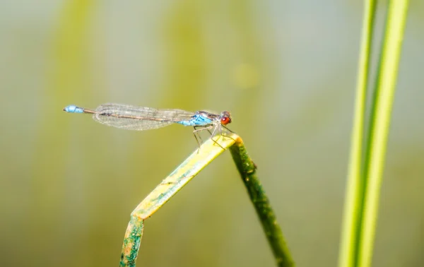 Marsh dragonfly. Arrow fine (Ischnura elegans)