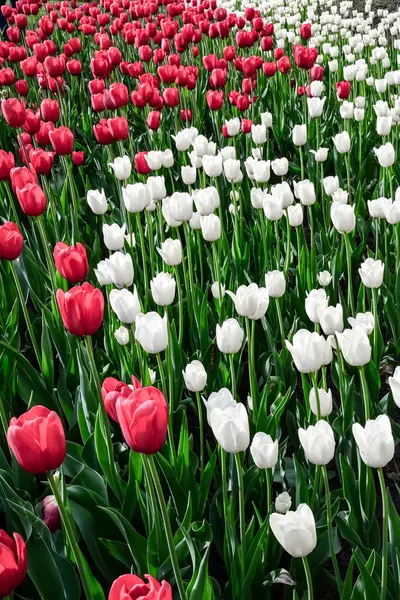 Tulip festival in Ottawa Canada