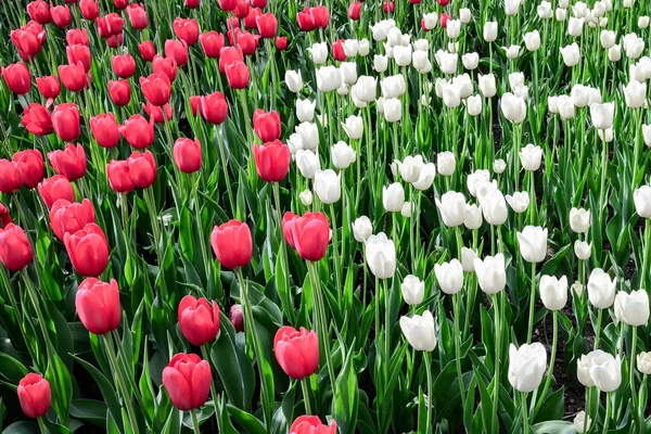 Tulip festival in Ottawa Canada