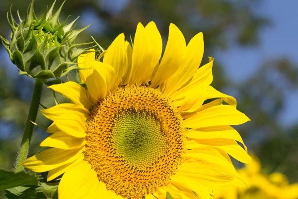 Yellow sunflower closeup