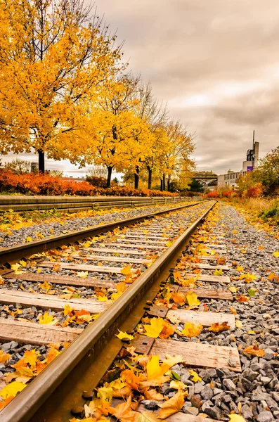Railway covered by autumn foliage going to horizon