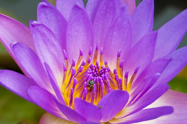 The violet lotus flowers.