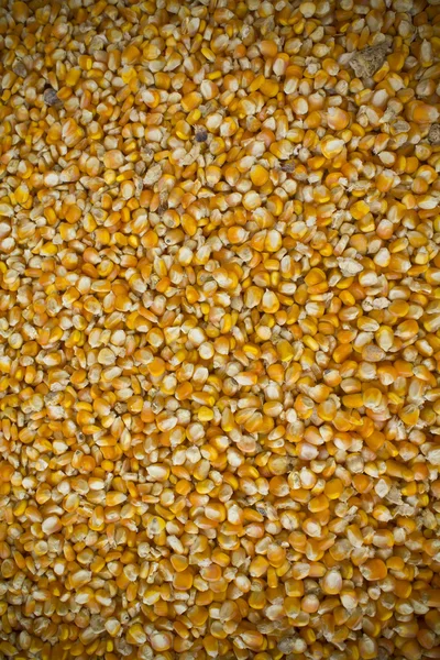 Corn seeds  background.