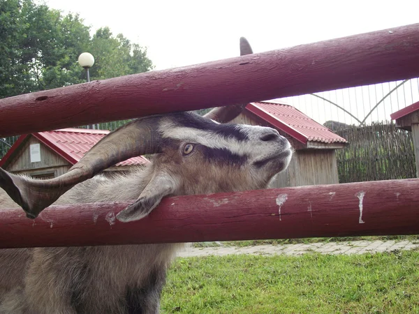 Goat with beautiful twisted horns stuck in the fence