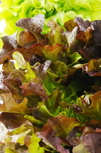 Closeup red oak lettuce