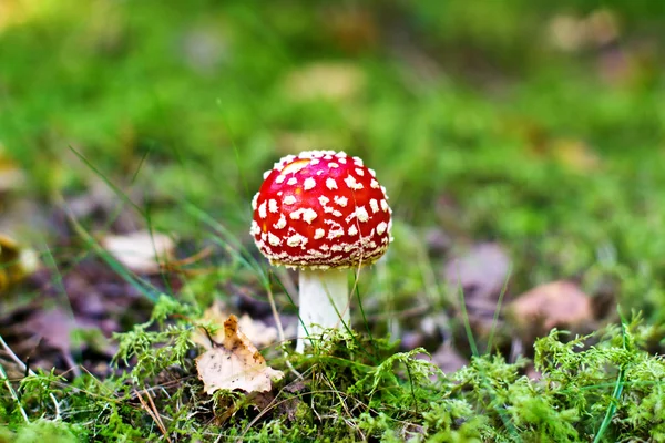 Fly agaric among fallen leaves