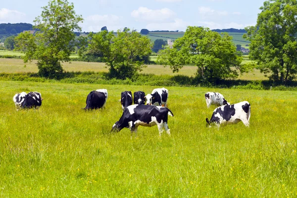 Herd of cows grazing on a meadow