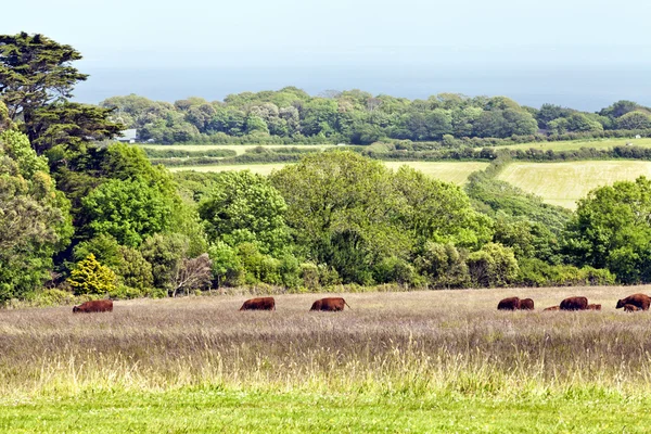 Herd of brown cows grazing on a hill in a grass field with trees, farms and hazy sea in background