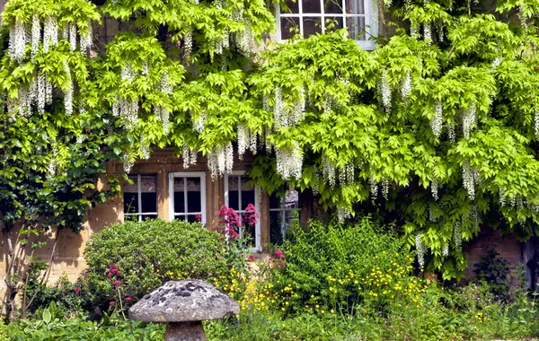 White wisteria climbing around cottage windows, with flowers, plants, stone mushroom in front on sunny summer day
