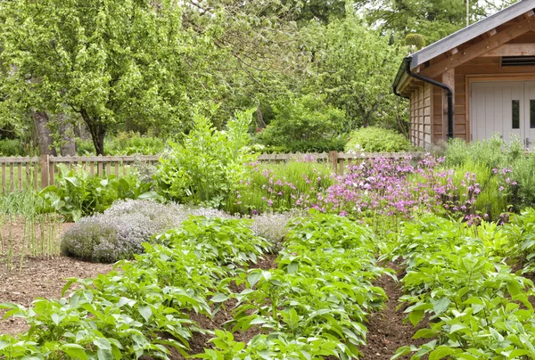 Summer vegetable garden with potato, rosemary, lavender