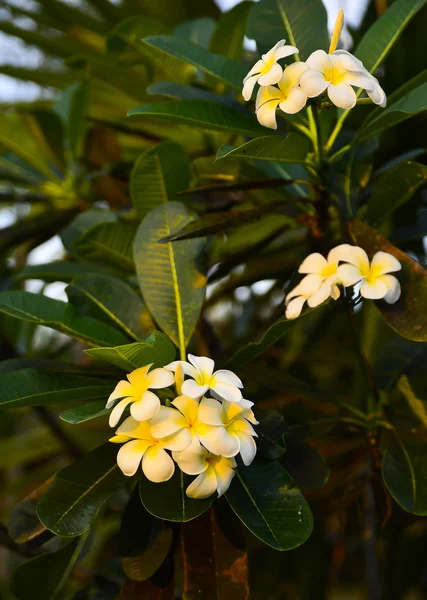 Frangipani flowers and green leaves