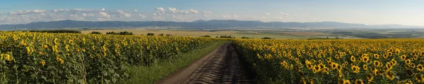 Panorama of sunflowers meadow, road between, mountains slops, fields and town on the back plan.