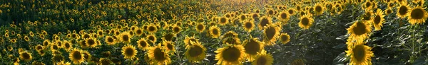 Panorama of sunflowers meadow, sun behind, narrow strip