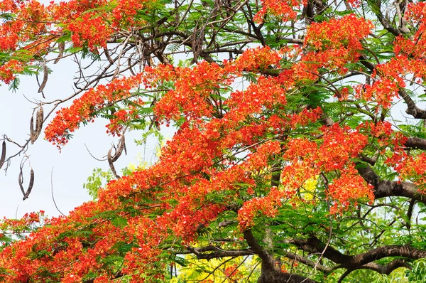Flam-boyant, The Flame Tree, Royal Poinciana, blooming in summer