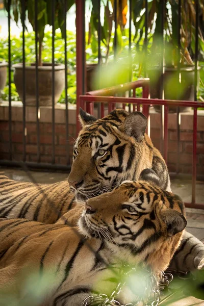 Two tigers in zoo