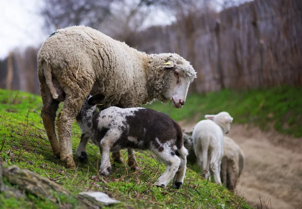 Little lamb getting some milk