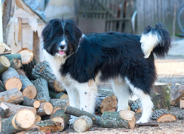 Portrait of romanian shepherd dog , image taken in the farm
