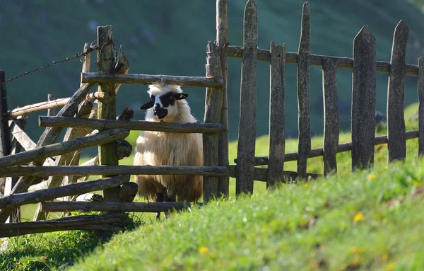 Sheep looks out from behind a wooden farm fence.
