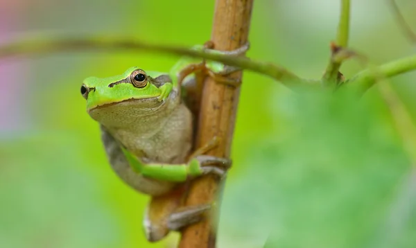 Australian Green Tree Frog sitting on a vine with green leaf background