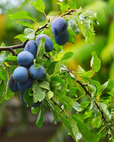 Ripe prunes at a branch before harvest