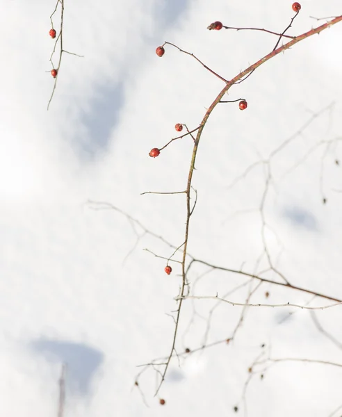 Icy winter bright rose hips