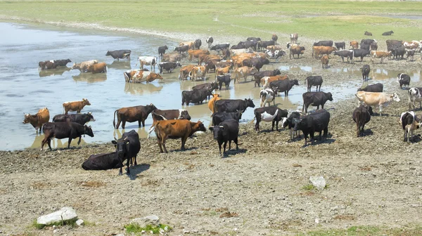 Cows drinking in the water of a lake